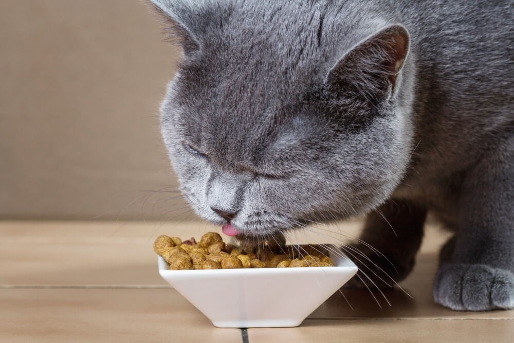 Чем нельзя кормить кошку?