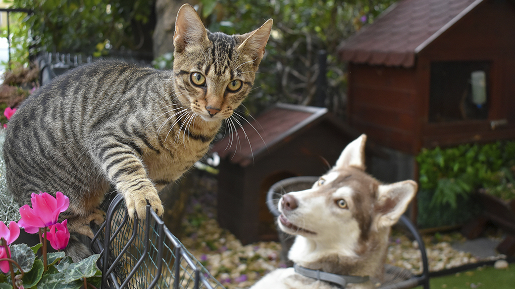 Умеют ли кошки и собаки извиняться? Умеют ли кошки и собаки извиняться?