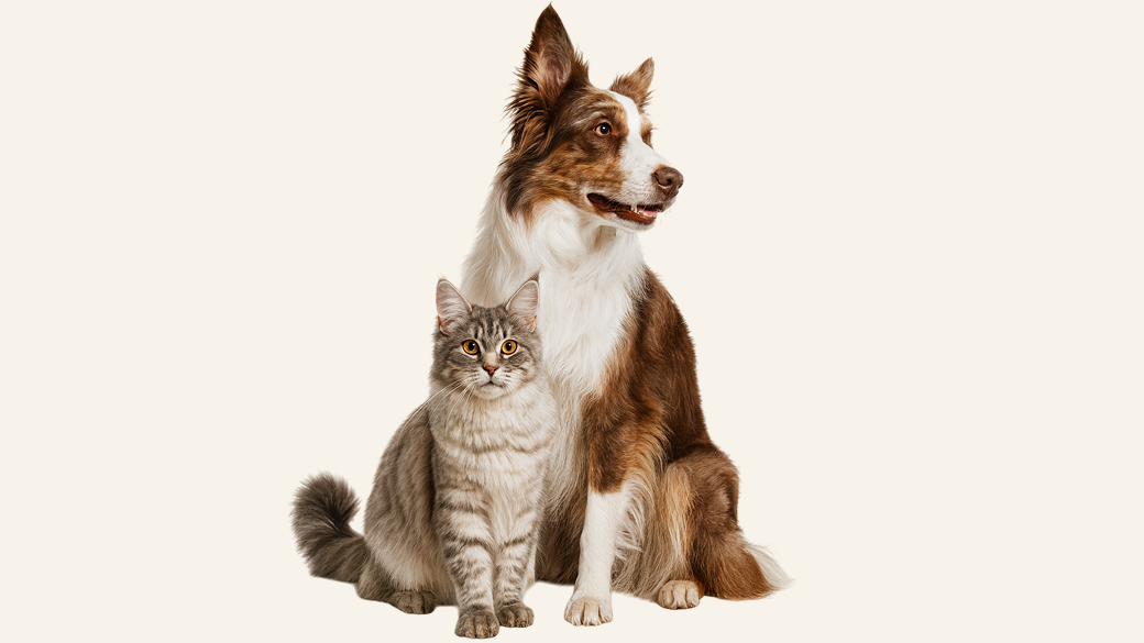 Стоит ли менять корм, если питомцу «надоел» вкус?