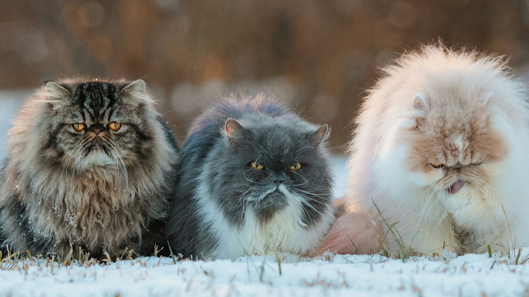 Шерсть индикатор здоровья, а не просто внешний вид