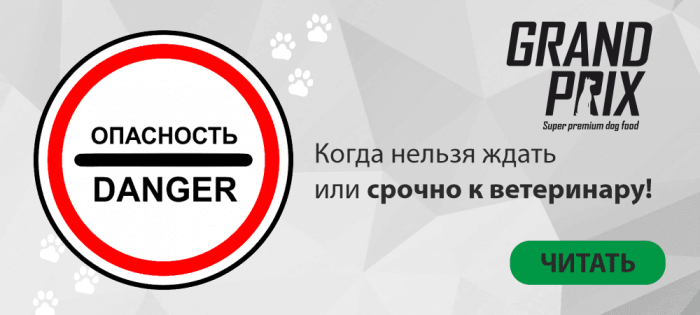 Когда нельзя ждать или немедленно к ветеринару!