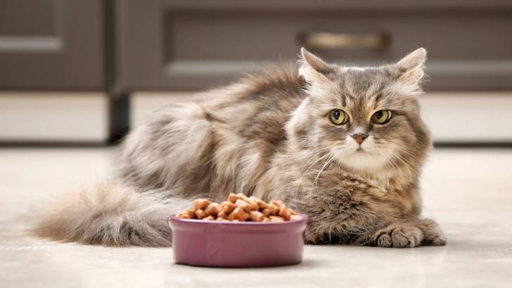 Почему кошка или кот могут отказываться от еды?