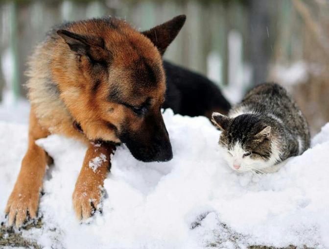 3 ингредиента в GRAND PRIX, которые помогают питомцу зимой