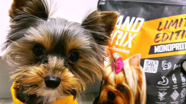 Монопротеиновые корма для собак и кошек: польза, показания и кому подходят