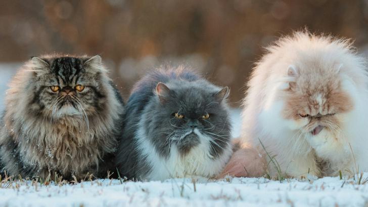 Шерсть индикатор здоровья, а не просто внешний вид