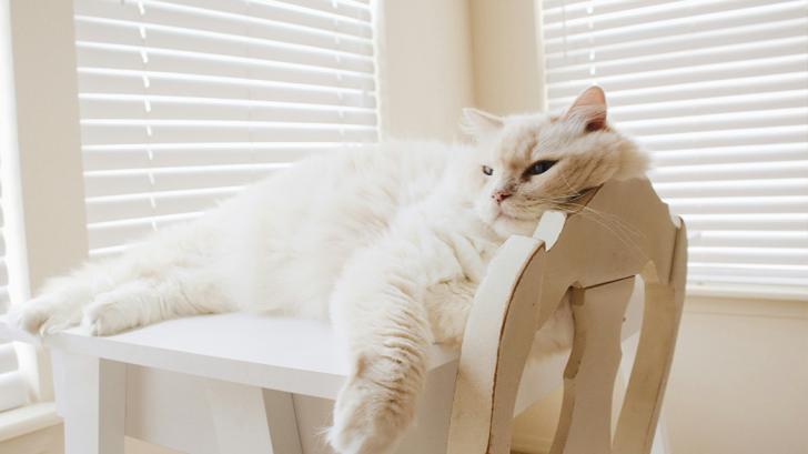 Рассказываем о лишних килограммах у кошек